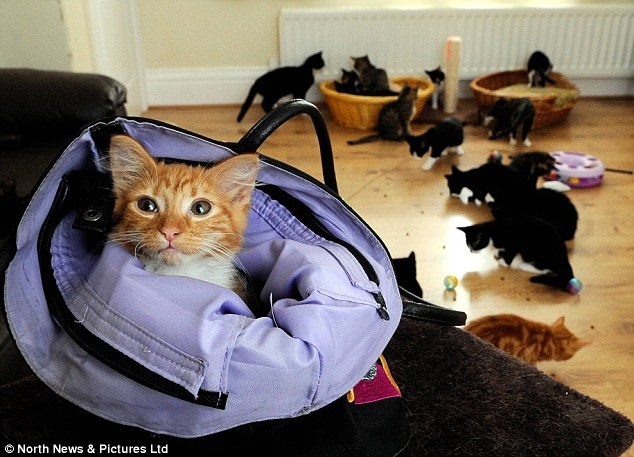 Η γυναίκα που ζει στο ίδιο σπίτι με 30 γάτες (pics)