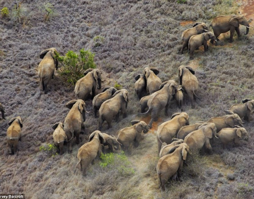 Εντυπωσιακές εναέριες φωτογραφίες από την άγρια ζωή στην Αφρική
