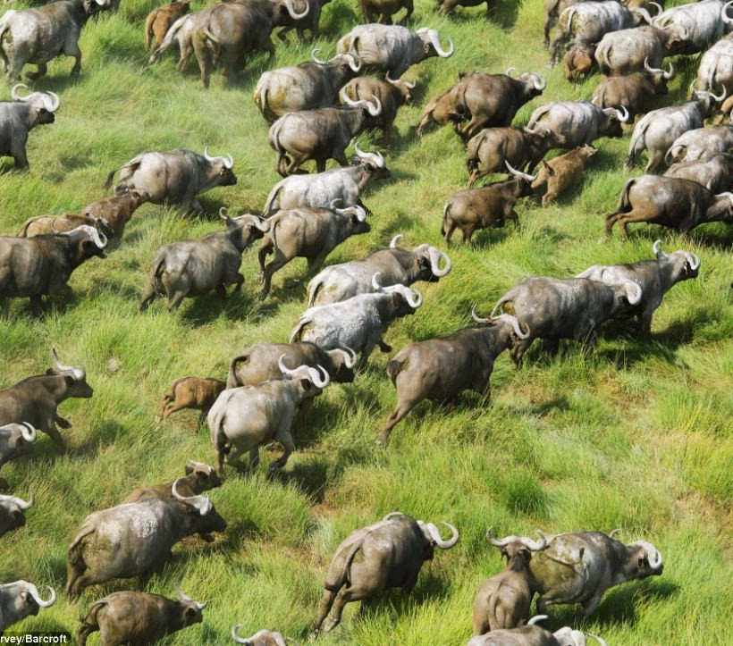 Εντυπωσιακές εναέριες φωτογραφίες από την άγρια ζωή στην Αφρική