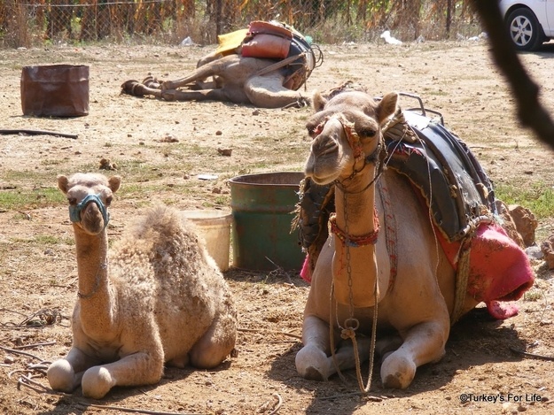 Οι πιο γλυκές φωτογραφίες με ζώα!
