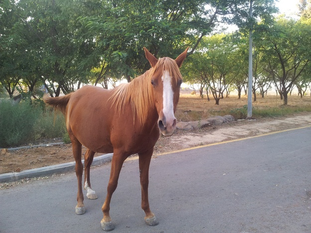 Οι πιο γλυκές φωτογραφίες με ζώα!