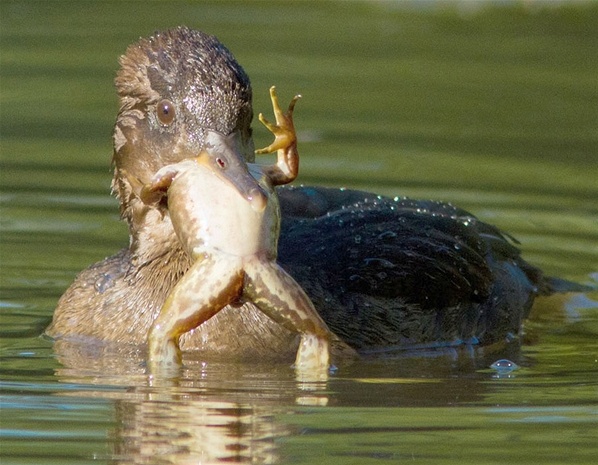 Τα ζώα του μήνα (pics) 