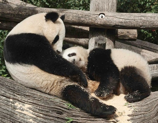 Τα ζώα του μήνα (pics) 