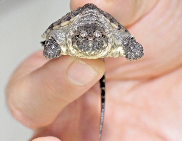 Τα ζώα του μήνα (pics) 