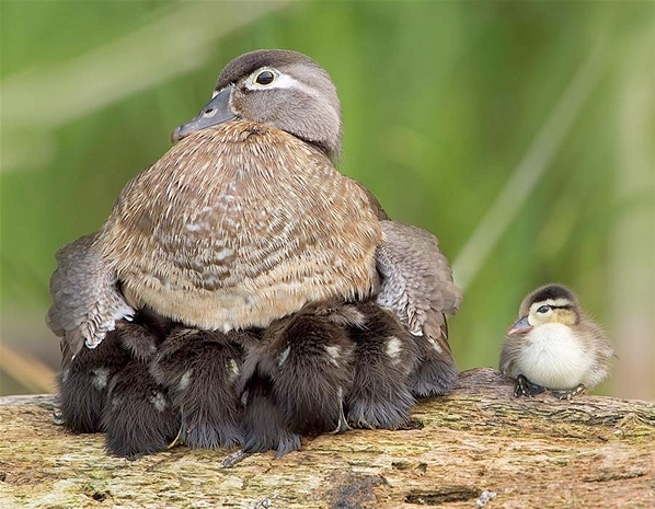 Τα ζώα του μήνα (pics) 