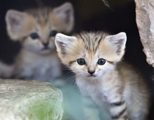 Τα ζώα του μήνα (pics) 