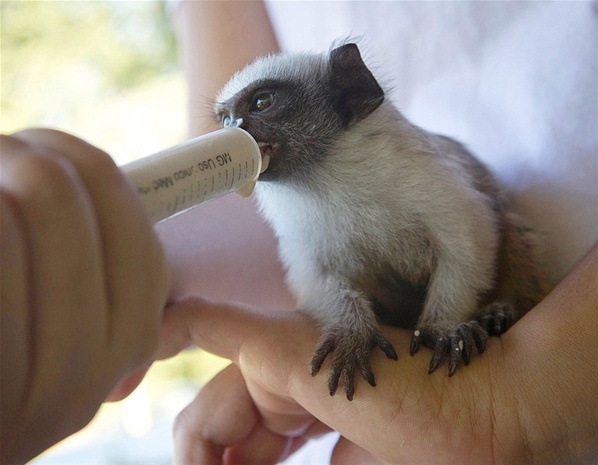 Τα ζώα του μήνα (pics) 