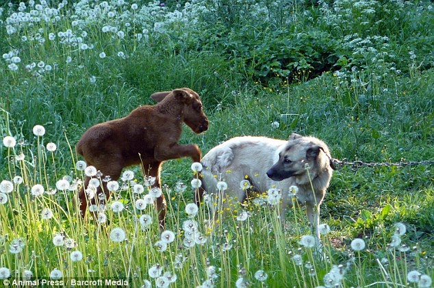 Το ελάφι που νομίζει ότι είναι σκύλος! (pics)
