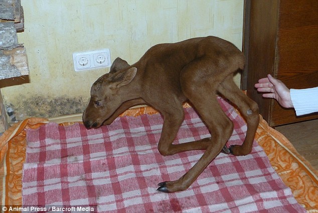 Το ελάφι που νομίζει ότι είναι σκύλος! (pics)