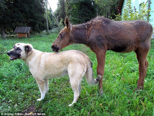 Το ελάφι που νομίζει ότι είναι σκύλος! (pics)