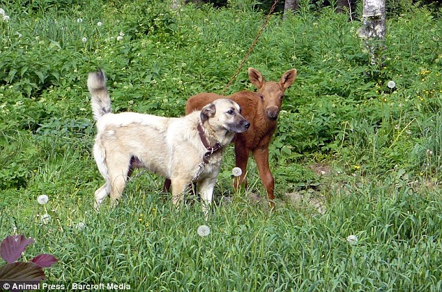 Το ελάφι που νομίζει ότι είναι σκύλος! (pics)