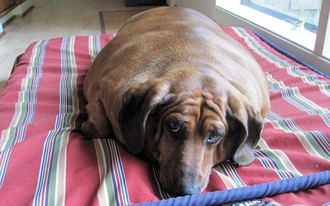 Ο πιο παχύς σκύλος - λουκάνικο του κόσμου! (vid + pics)