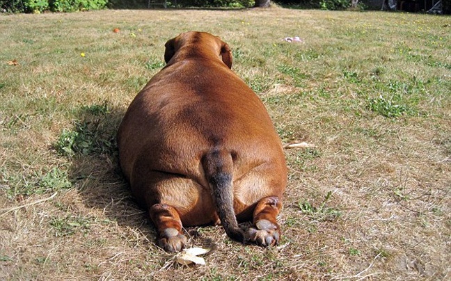 Ο πιο παχύς σκύλος - λουκάνικο του κόσμου! (vid + pics)