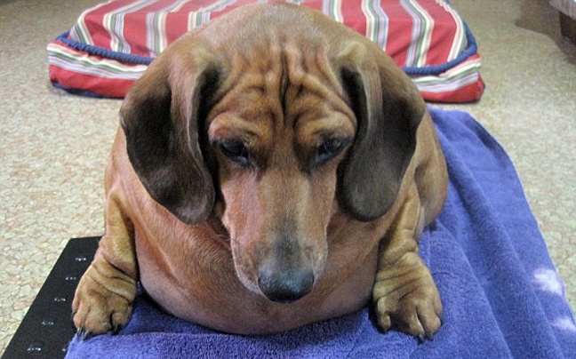 Ο πιο παχύς σκύλος - λουκάνικο του κόσμου! (vid + pics)