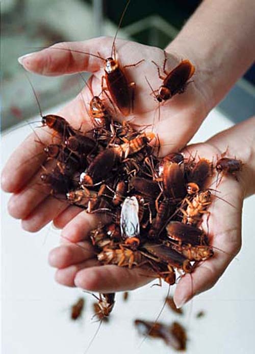 Cockroach Hall: Το πιο... σιχαμερό μουσείο στον κόσμο