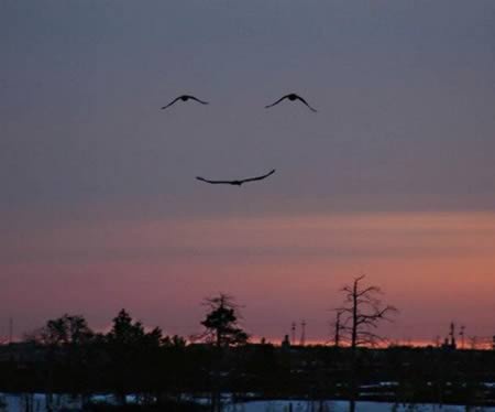 Εκπληκτικές φωτογραφίες από σχηματισμούς πουλιών