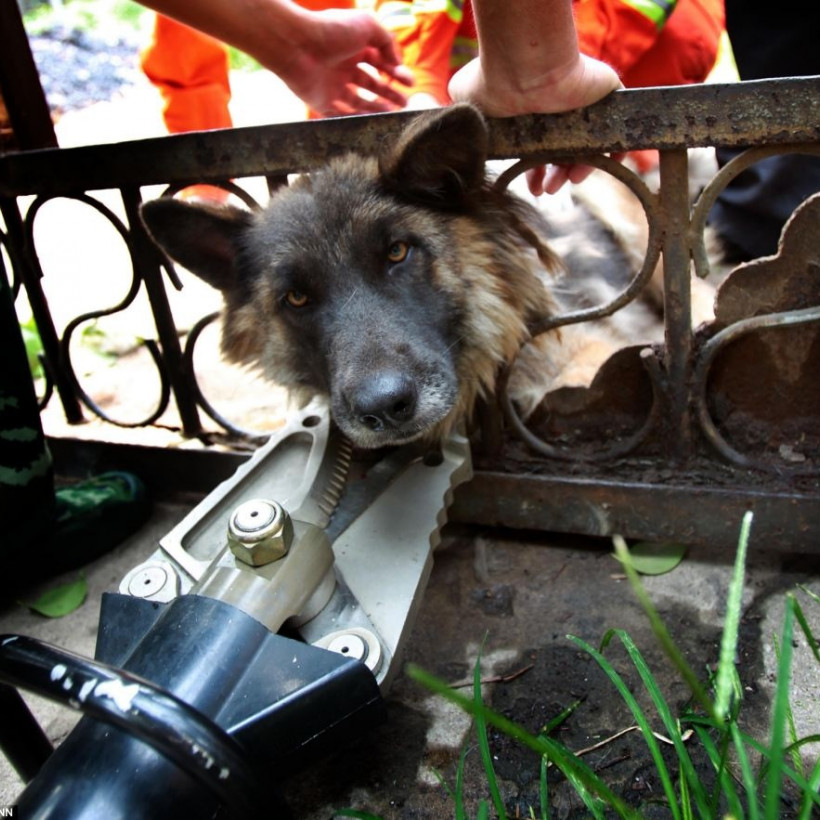 Ζωάκια σε μπελάδες... (pics)