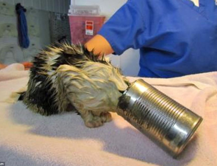 Ζωάκια σε μπελάδες... (pics)