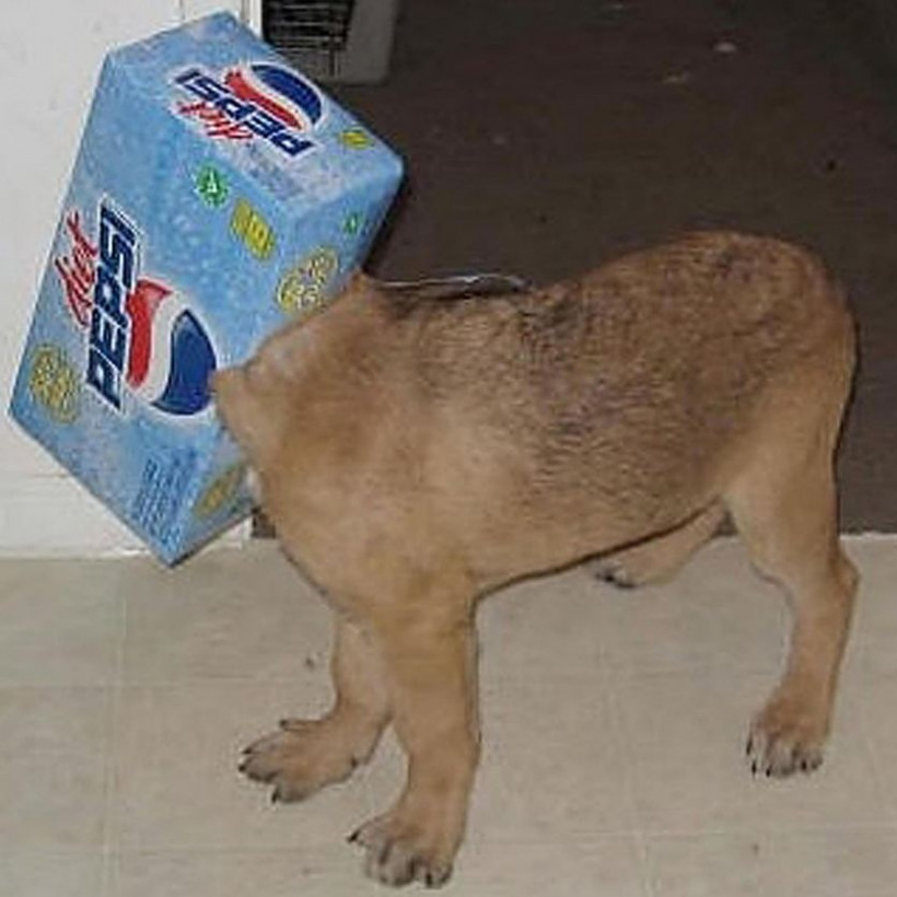 Ζωάκια σε μπελάδες... (pics)