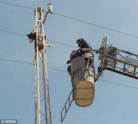 Ζωάκια σε μπελάδες... (pics)