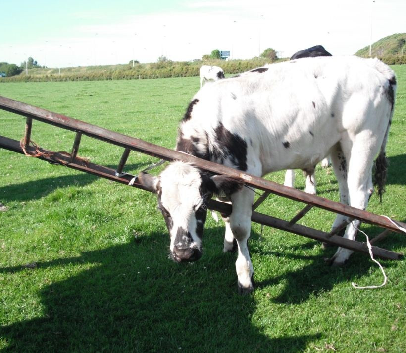 Ζωάκια σε μπελάδες... (pics)