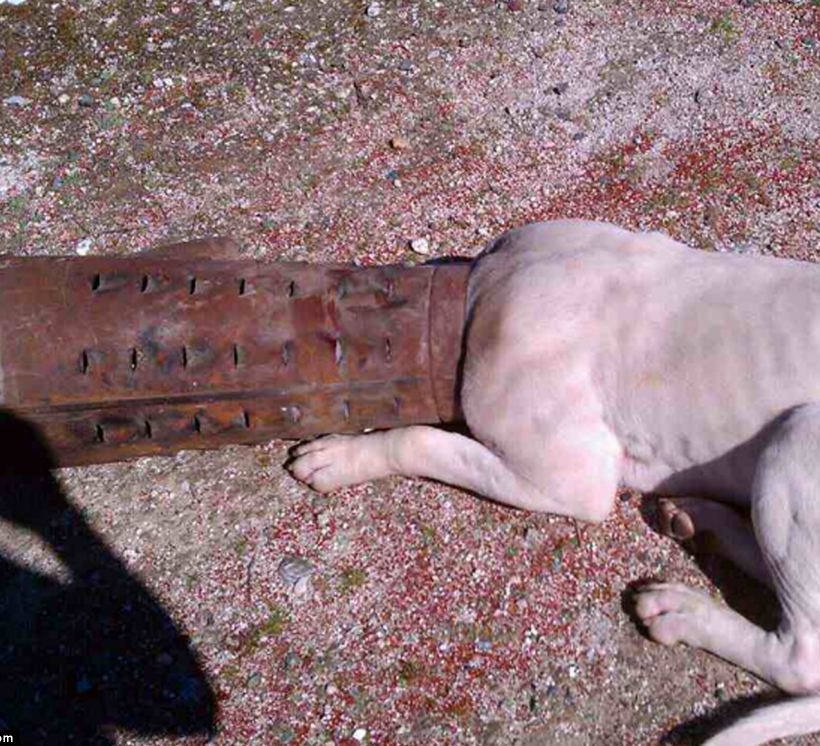 Ζωάκια σε μπελάδες... (pics)