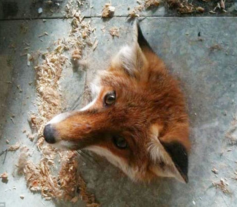 Ζωάκια σε μπελάδες... (pics)