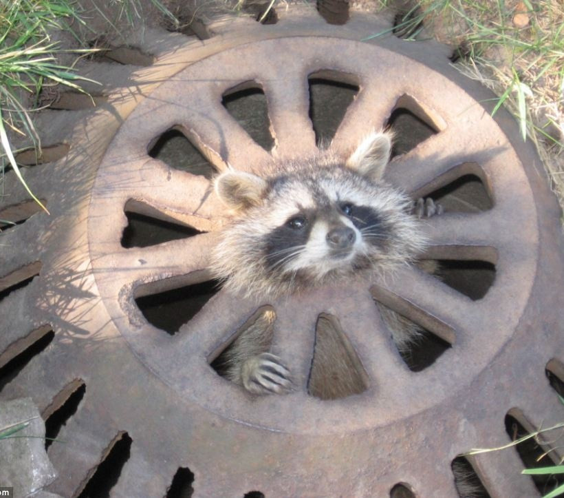 Ζωάκια σε μπελάδες... (pics)