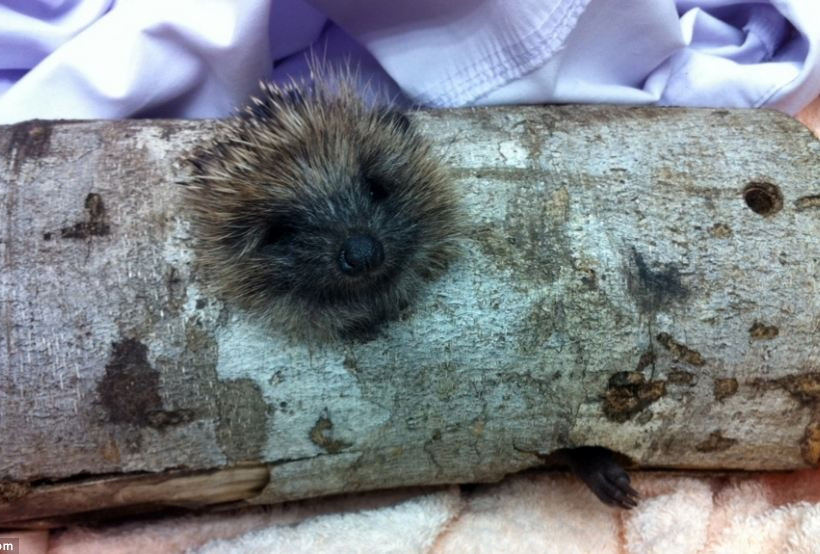 Ζωάκια σε μπελάδες... (pics)