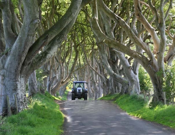 The Dark Hedges: Ένας δρόμος βγαλμένος από παραμύθι! (pics)