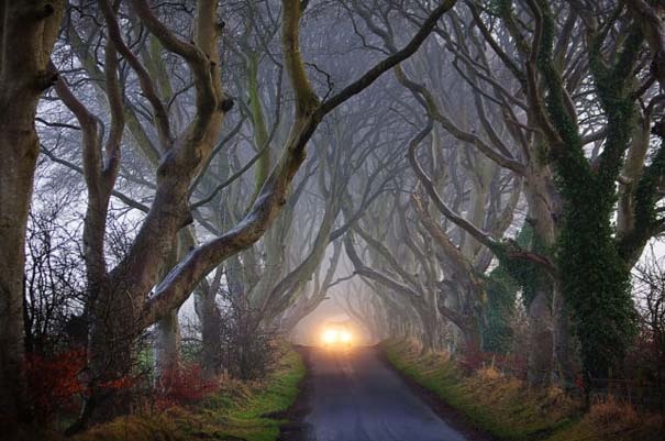 The Dark Hedges: Ένας δρόμος βγαλμένος από παραμύθι! (pics)