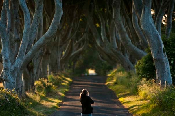The Dark Hedges: Ένας δρόμος βγαλμένος από παραμύθι! (pics)
