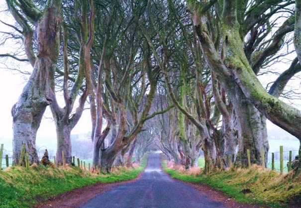 The Dark Hedges: Ένας δρόμος βγαλμένος από παραμύθι! (pics)