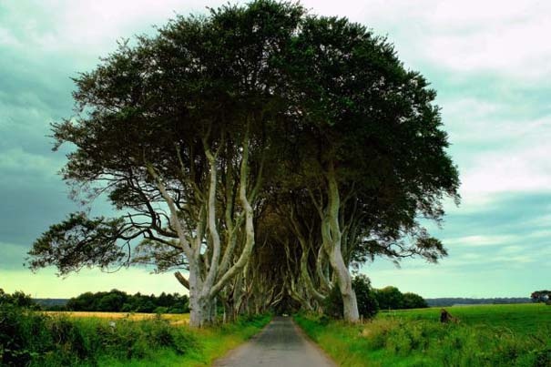 The Dark Hedges: Ένας δρόμος βγαλμένος από παραμύθι! (pics)