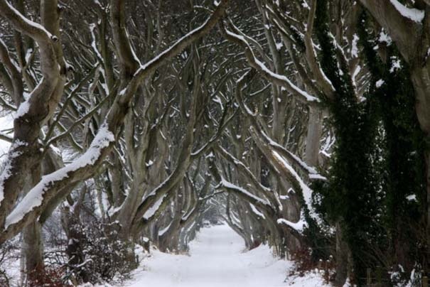 The Dark Hedges: Ένας δρόμος βγαλμένος από παραμύθι! (pics)
