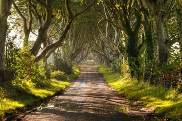 The Dark Hedges: Ένας δρόμος βγαλμένος από παραμύθι! (pics)
