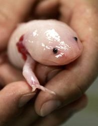 Το πιο χαριτωμένο και ασυνήθιστο θαλάσσιο «τέρας» που έχετε δει!