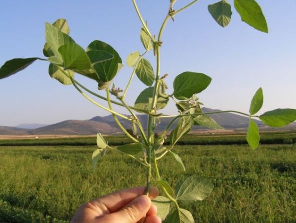 Οι πρώτοι σπόροι φύτρωσαν στην Ελληνική γη και άνθισαν λουλούδια