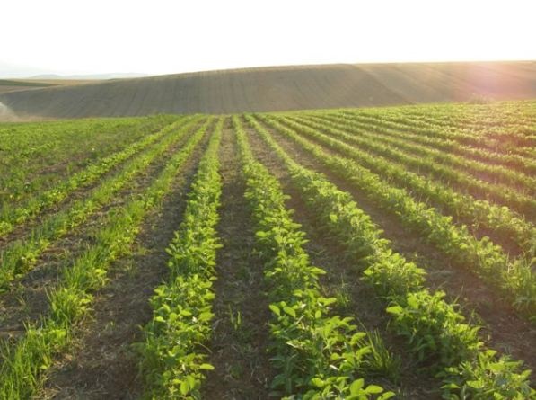 Οι πρώτοι σπόροι φύτρωσαν στην Ελληνική γη και άνθισαν λουλούδια