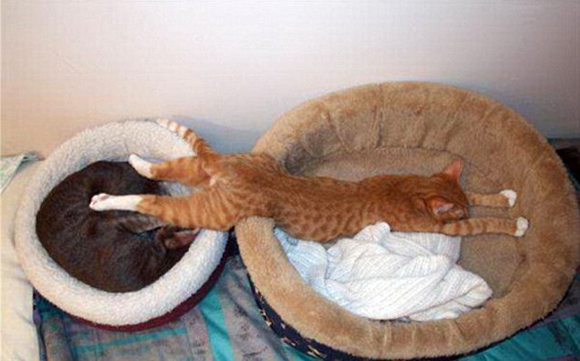 Όταν οι γάτες κοιμούνται... (pics)