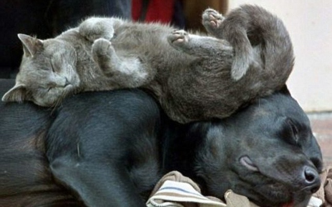 Όταν οι γάτες κοιμούνται... (pics)