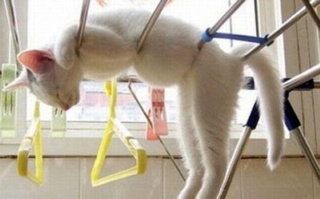 Όταν οι γάτες κοιμούνται... (pics)