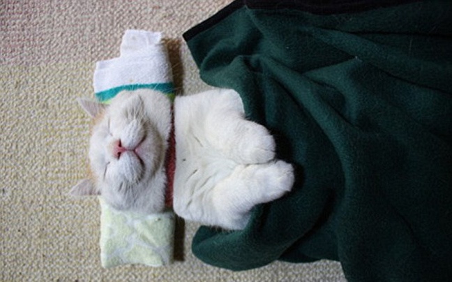 Όταν οι γάτες κοιμούνται... (pics)