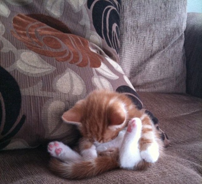 Όταν οι γάτες κοιμούνται... (pics)