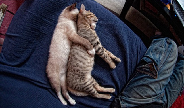 Όταν οι γάτες κοιμούνται... (pics)