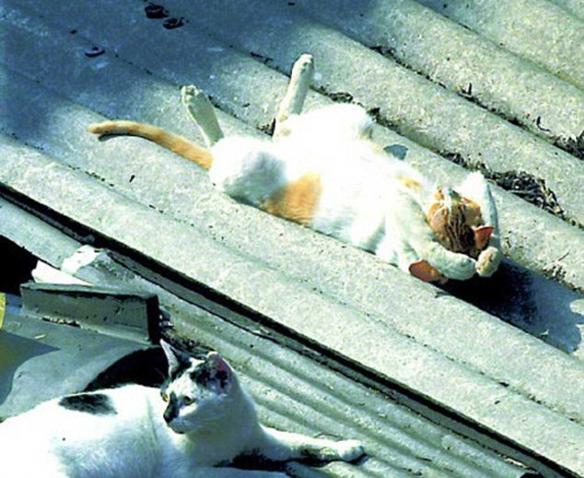 Όταν οι γάτες κοιμούνται... (pics)