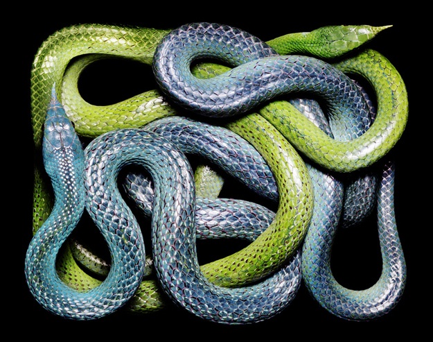 Η άγρια ομορφιά των φιδιών (pics)