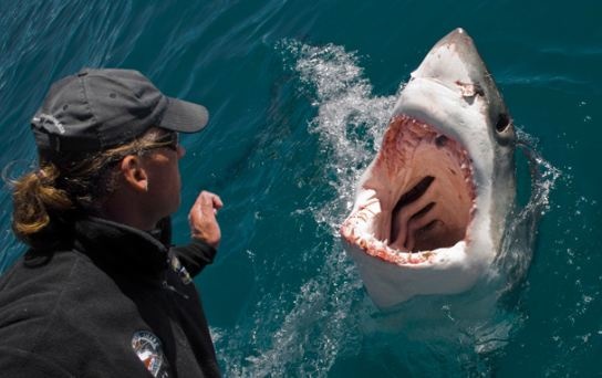 Πεινασμένος καρχαρίας προσπαθεί να καταβροχθίσει φωτογράφο (pics)  