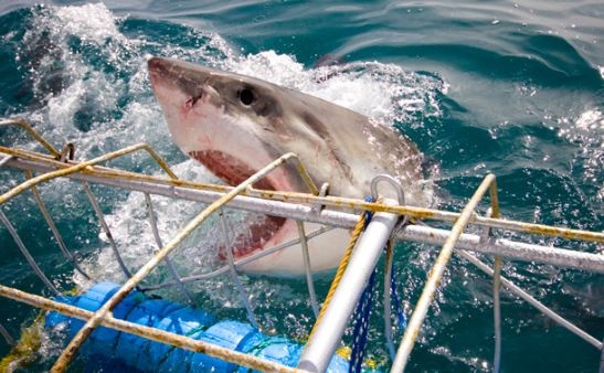 Πεινασμένος καρχαρίας προσπαθεί να καταβροχθίσει φωτογράφο (pics)  