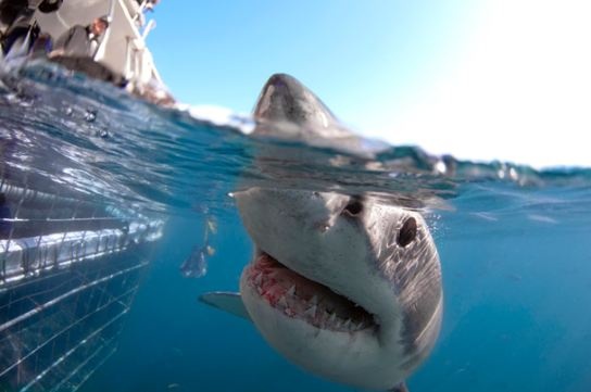 Πεινασμένος καρχαρίας προσπαθεί να καταβροχθίσει φωτογράφο (pics)  